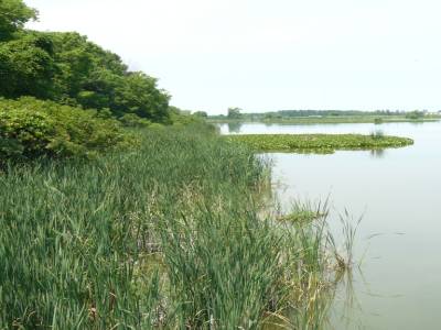 Pointe Pelée National Parc