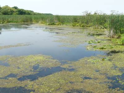 Pointe Pelée National Parc