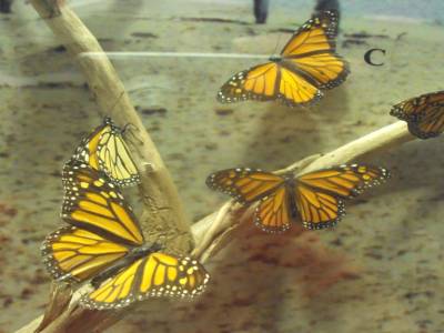Papillon monarque, musée de la Pointe Pelée