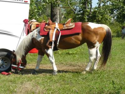 Cheval américain