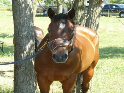 Cheval américain