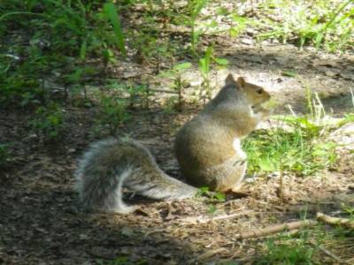 Les écureuils pleurent peut être le lundi à central park, mais pas le jeudi en tout cas!!