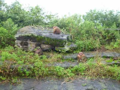 L'île aux singes