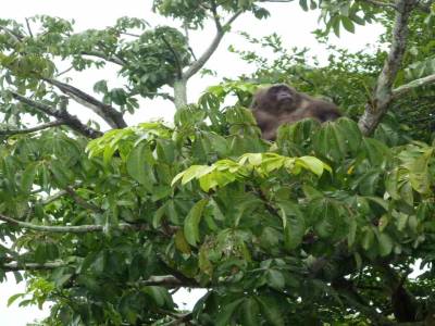 L'île aux singes