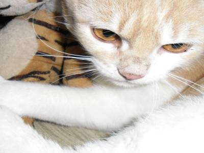 Marley le chat de mon oncle!