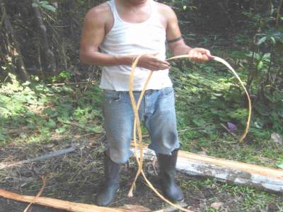 écorse d'arbre pour fixer le radeau