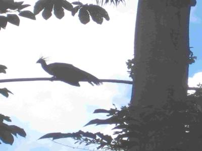 shansho oiseau préhistorique