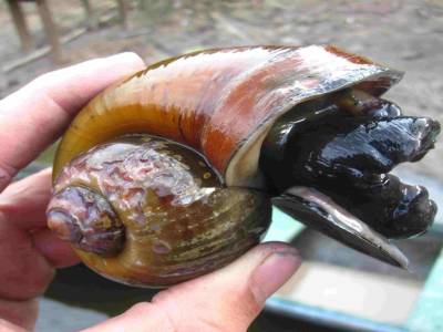 Escargot de l'Amazonnie