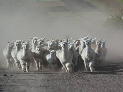 Chimborazo - la charge des lamas
