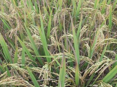 Du riz