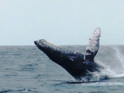 Les baleines a 15m du bateau... inoubliables!!