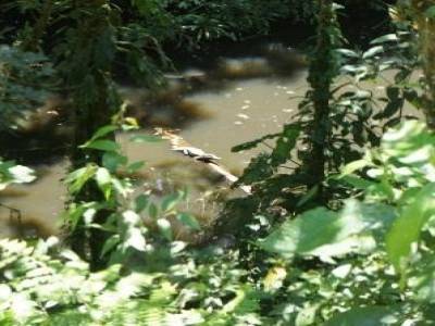 Un caiman, lors d´une rando dans la foret