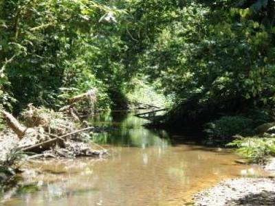 Dans la selva