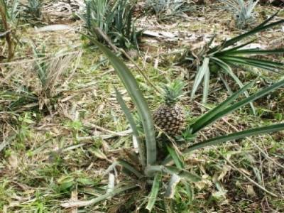 Le jardin de la communaute Shuar: ici des ananas (excellents!!)