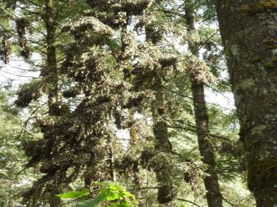 Reserva Mariposa Monarca