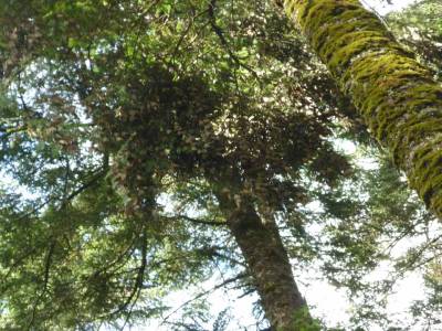 Reserva Mariposa Monarca