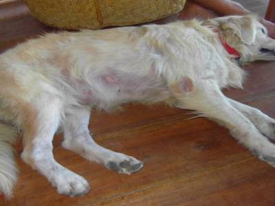 bandit : le chien de notre guest house