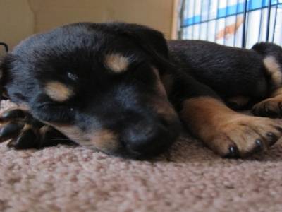 le chiot d'Alyssa