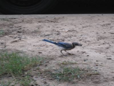 Une race d'oiseau que j'avais jamais vu