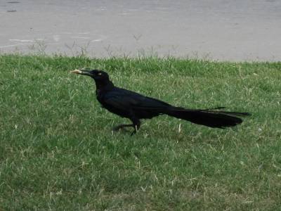 un corbeau américain