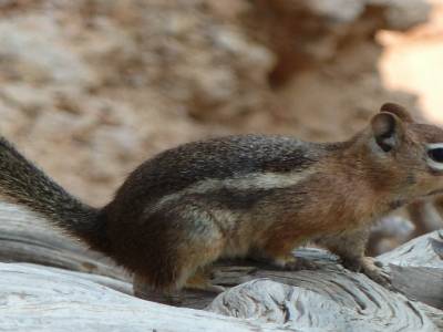 Chipmunk