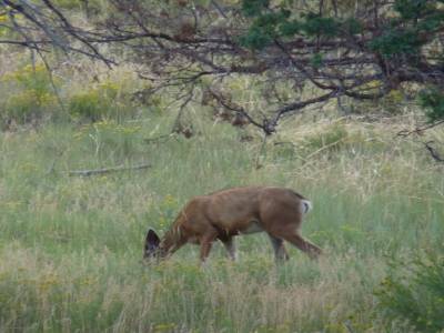 Biche de Bryce