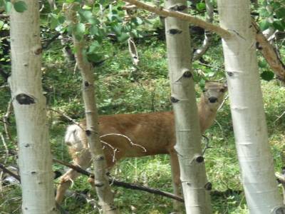 Une biche