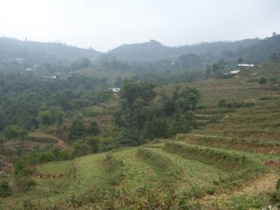 Rizieres autour de Sapa