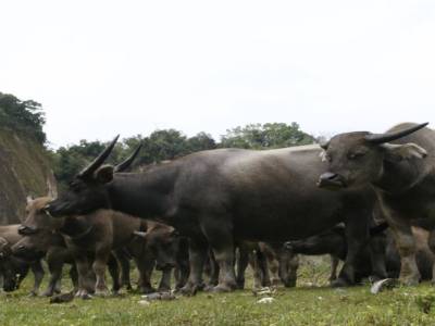 Bukitinggi 