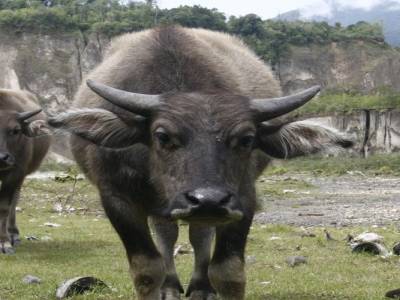 Bukitinggi 
