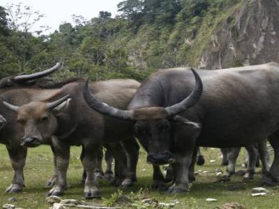Bukitinggi 