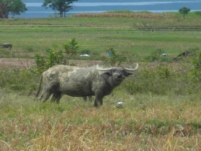  Lac Toba