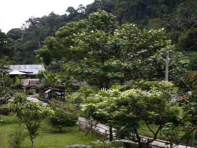 Bukit lawang