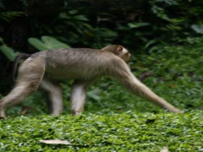 Bukit lawang
