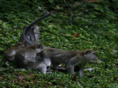 Bukit lawang