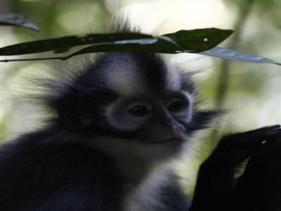 Bukit lawang