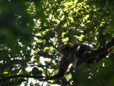 Bukit lawang