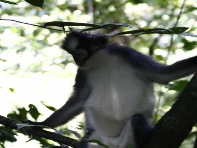 Bukit lawang