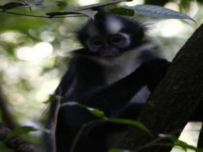 Bukit lawang