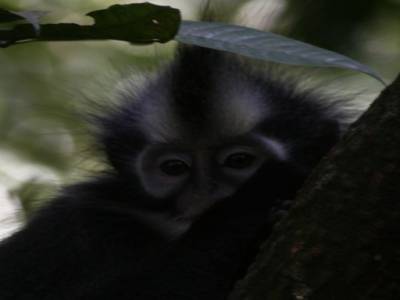 Bukit lawang
