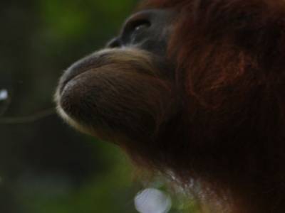 Bukit lawang