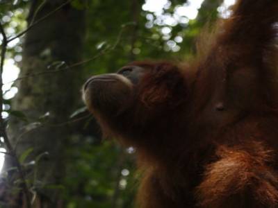 Bukit lawang