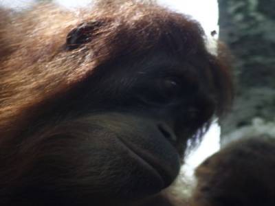 Bukit lawang