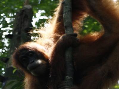 Bukit lawang