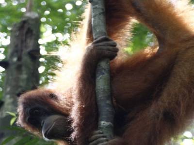Bukit lawang