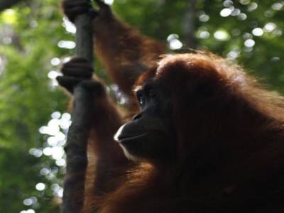 Bukit lawang