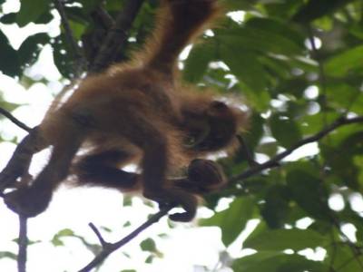 Bukit lawang