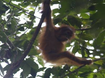 Bukit lawang