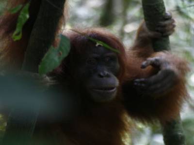 Bukit lawang