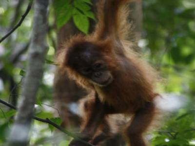 Bukit lawang